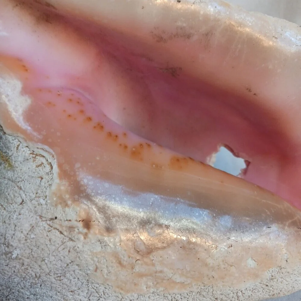 Vintage CONCH Large Natural Seashell CORALIZED WEATHERED BEACHCORE HEAVY FOSSIL